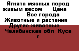 Ягнята мясных пород живым весом.  › Цена ­ 125 - Все города Животные и растения » Другие животные   . Челябинская обл.,Куса г.